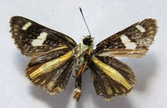 Dalla ramirezi