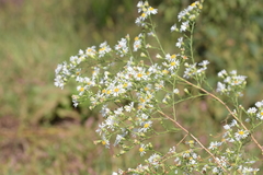 Symphyotrichum pilosum