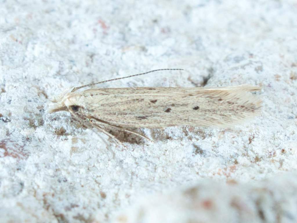 Isophrictis trimaculella
