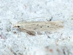 Isophrictis trimaculella