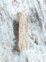 Isophrictis trimaculella