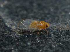 Heteropsylla