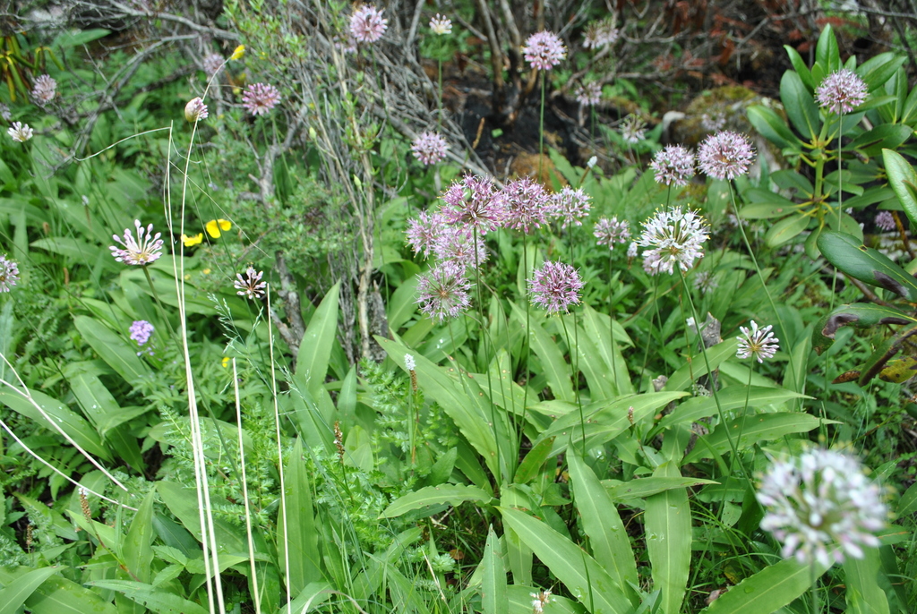 Allium ovalifolium