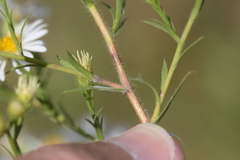 Symphyotrichum pilosum