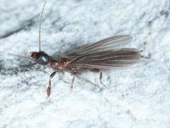 Oligotoma saundersii