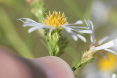 Symphyotrichum pilosum
