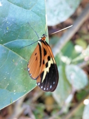 Hypothyris mamercus pyrippe