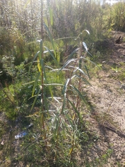 Salix