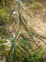 Salix