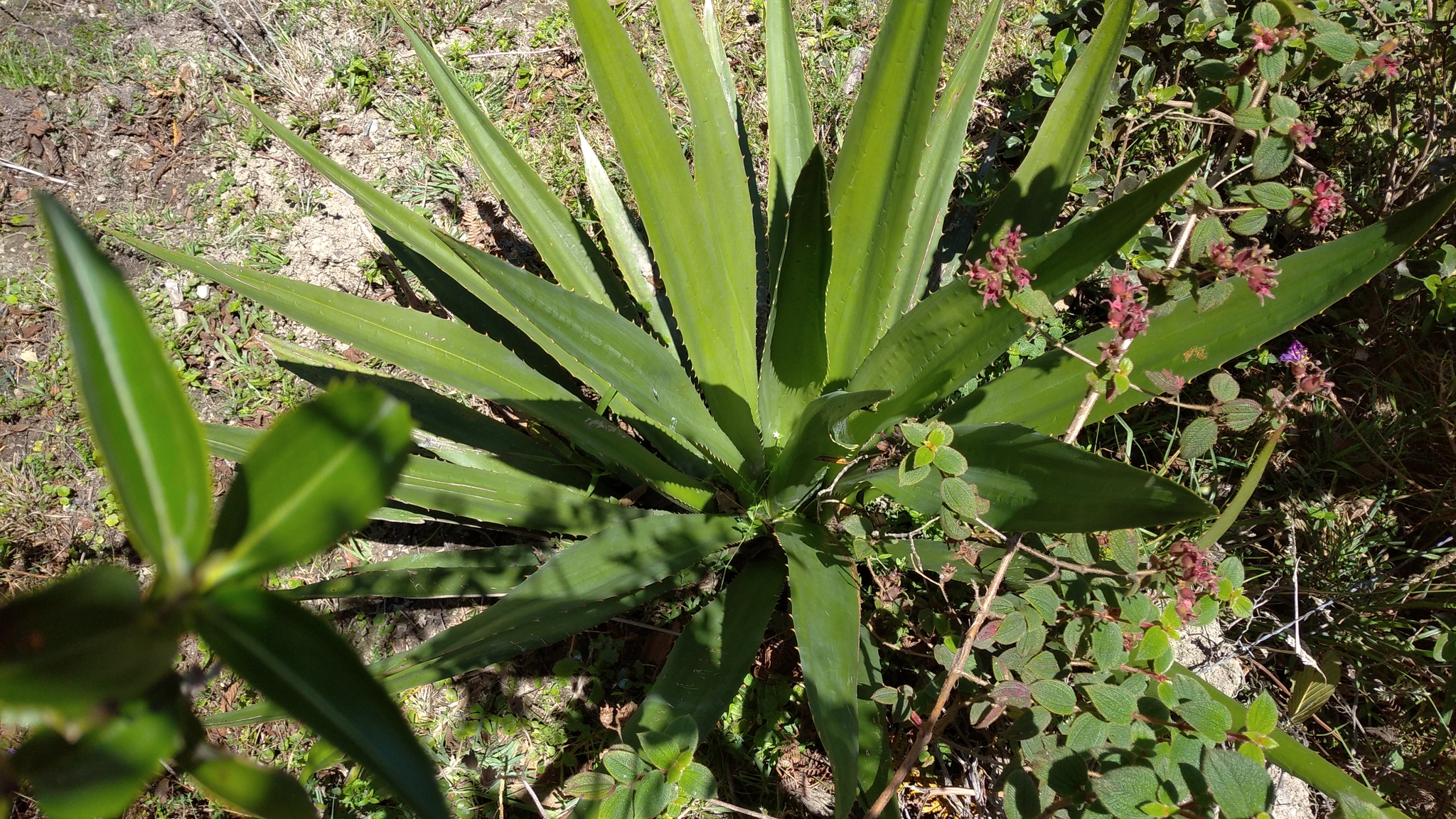 Furcraea andina image