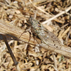 Cicada orni