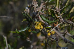 Berberis chilensis