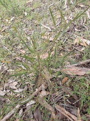Acacia stricta