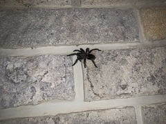 Aphonopelma seemanni