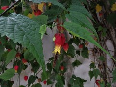 Callianthe megapotamica