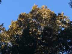 Chrysolepis chrysophylla