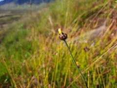 Xyris capensis schoenoides