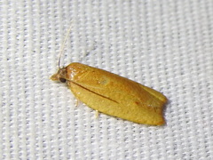 Sparganothis distincta