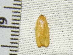 Sparganothis distincta