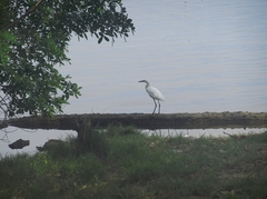 Egretta thula