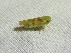 Cetexa