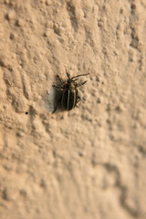 Disonycha conjuncta