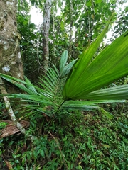 Ceroxylon quindiuense