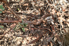 Arctostaphylos pajaroensis