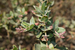 Arctostaphylos pajaroensis