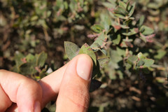 Arctostaphylos pajaroensis