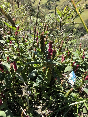 Phytolacca icosandra image