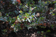 Arctostaphylos pajaroensis