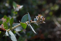Arctostaphylos pajaroensis