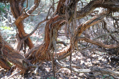 Arctostaphylos pajaroensis
