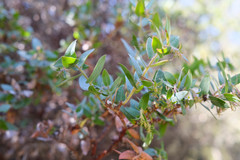 Arctostaphylos pajaroensis