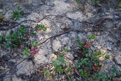 Arctostaphylos pajaroensis