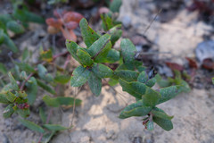 Arctostaphylos pajaroensis