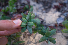 Arctostaphylos pajaroensis