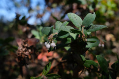 Arctostaphylos pajaroensis