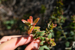 Arctostaphylos pajaroensis
