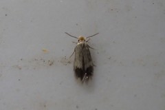 Nepticuloidea