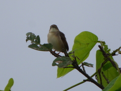 Cisticola brachypterus