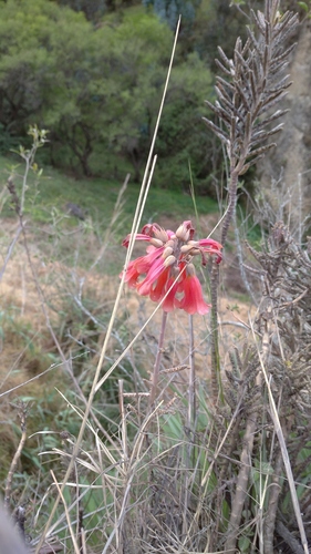 Kalanchoe delagoensis image