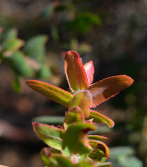 Arctostaphylos pajaroensis