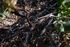 Arctostaphylos pajaroensis
