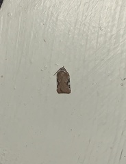 Acleris cervinana