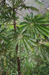Cecropia sciadophylla