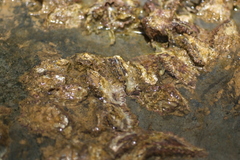 Saccostrea cuccullata