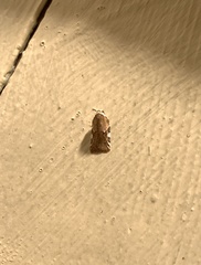 Acleris cervinana