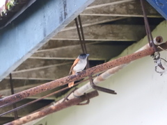 Terpsiphone atrochalybeia